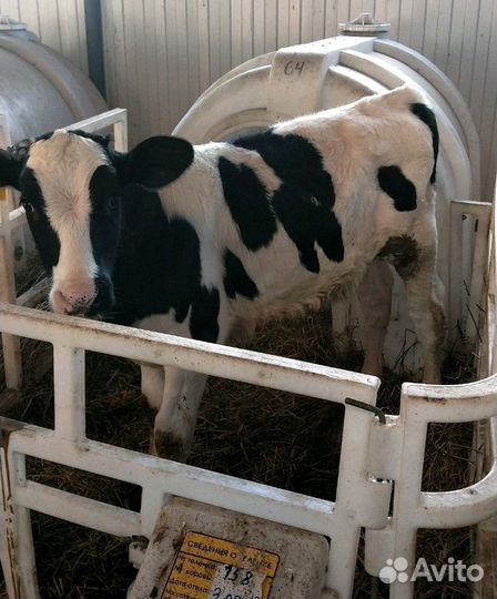 Холмогоры Голштины Бычки Тёлки