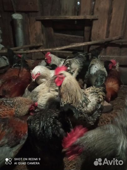 Молодые петушки