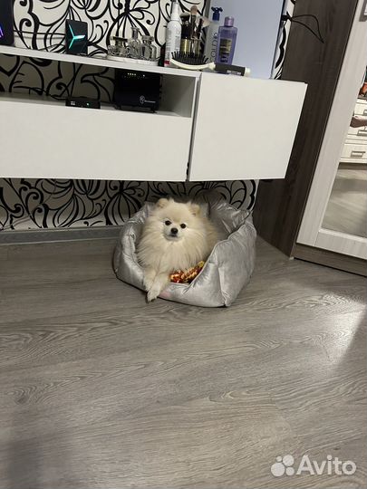 Немецкий шпиц