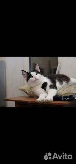 В добрые руки