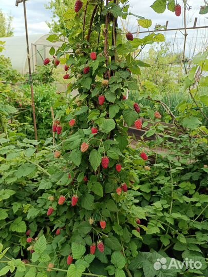 Еже малина тайберии кумберленд саж