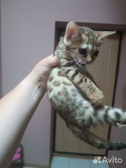Бенгальская