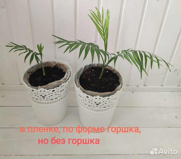 Пальма хамедорея другие цветы