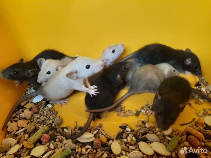 Крысята Дамбо. Крысы (бронь)