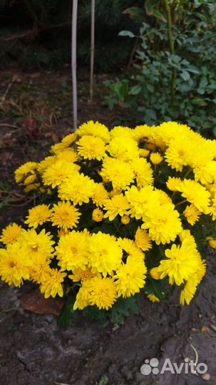 Хризантемы