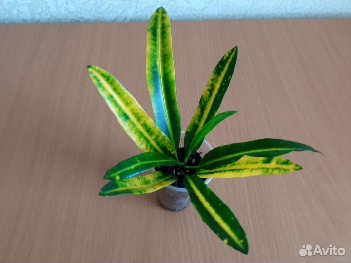 Кротон Санни стар