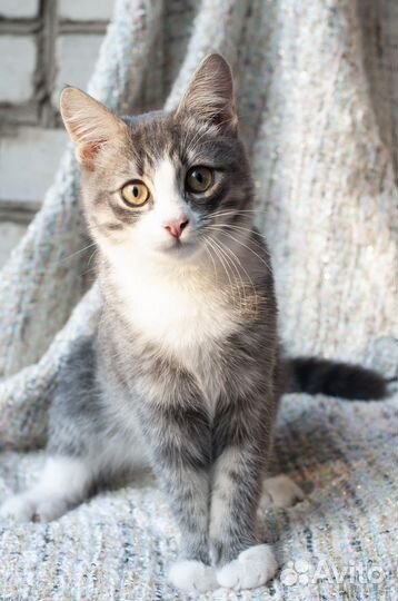 Котенок ищет дом