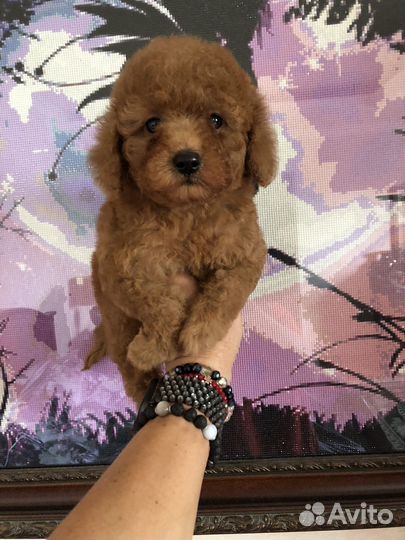 Той- миниатюрный пулель