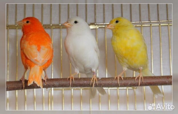 Канарейки (кенара) и щегол
