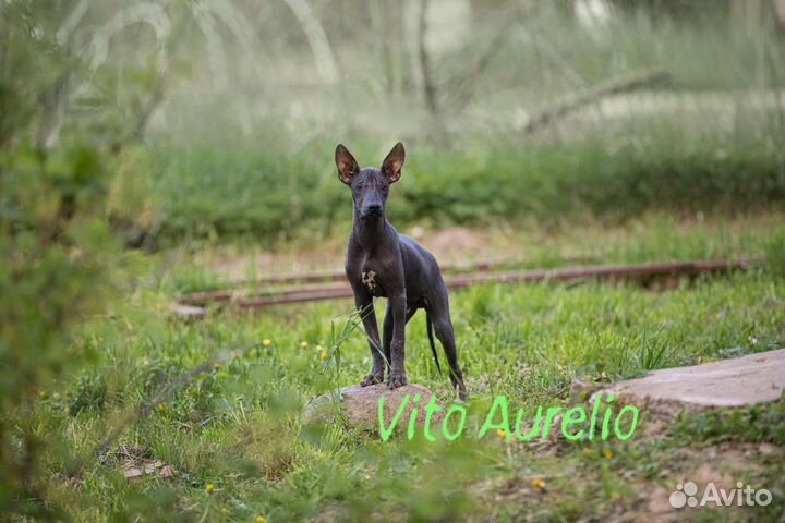 Ксолоитцкуинтли