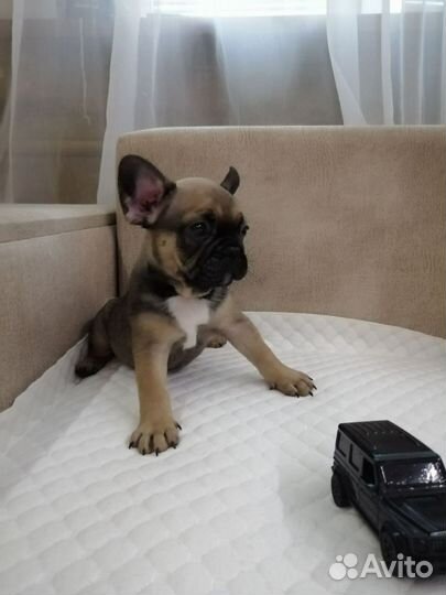 Собаки щенки французского бульдога