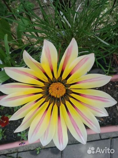 Газании (гацании)