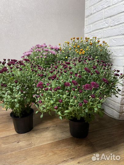 Хризантема в горшке комнатные цветы