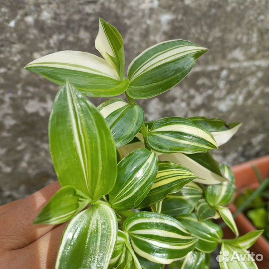 Традесканция