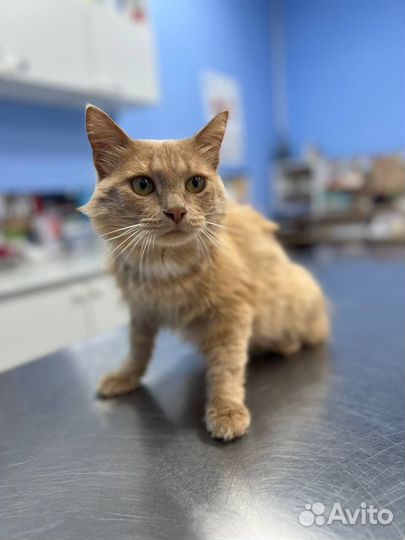 Рыжий котик хатико в добрые руки