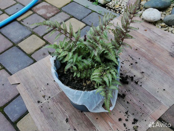 Папоротник серебристый Ред Бьюти