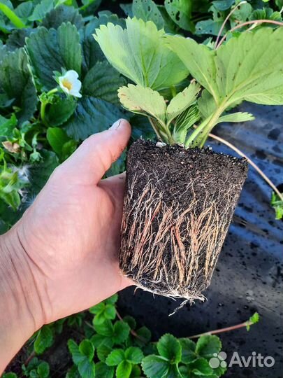 Рассада клубники