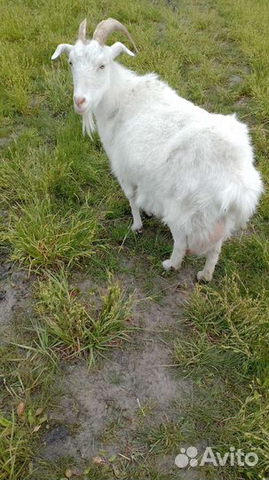 Коза 3окот