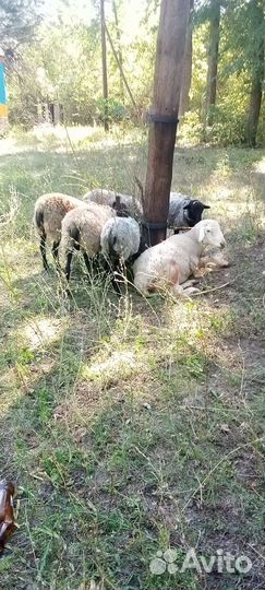 Овцы бараны