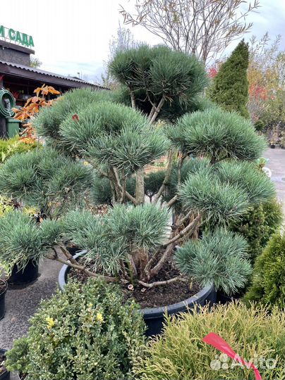 Бонсай штамбы сосна горная, ель голубая, можжевель