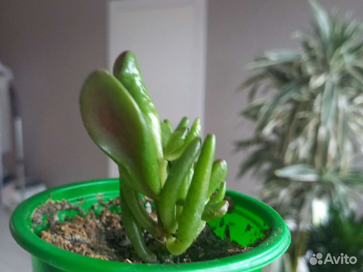 Красулла овата коралл