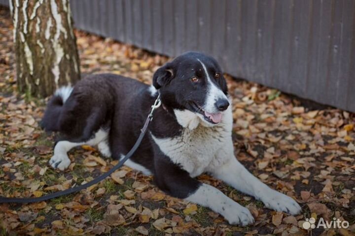 Ищет дом великолепная Собака Зарри