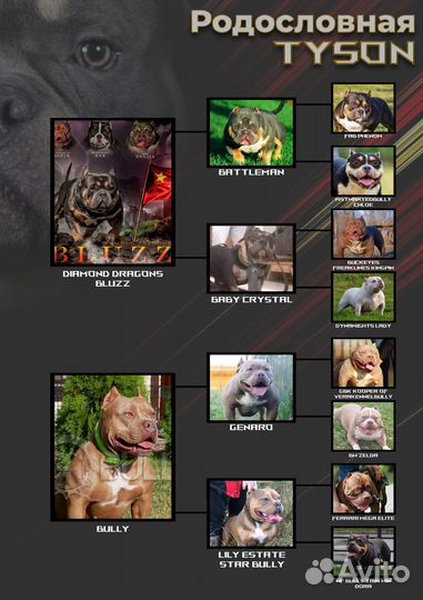 Американский булли вязка