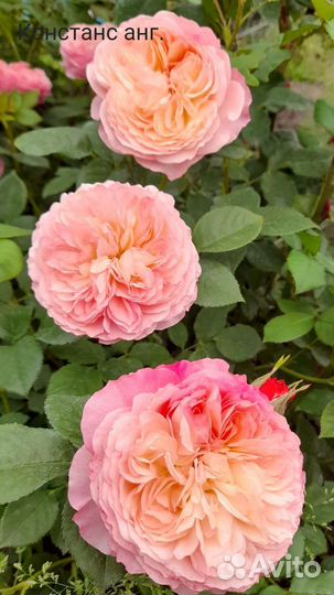 Укорен.осен.черенки 'Мэри роуз', 'Констанс' и др