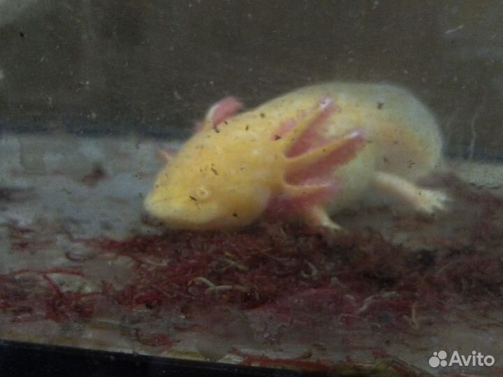 Аксолотль желтый