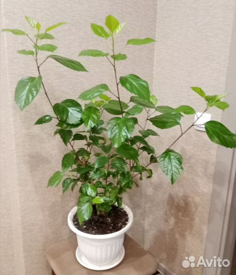 Гибискус комнатный