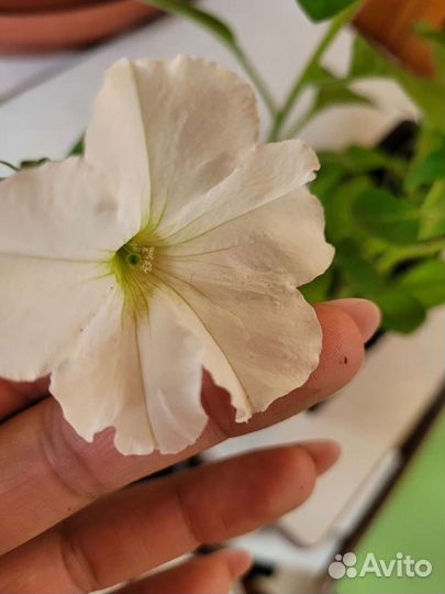 Рассада петунии, петуния