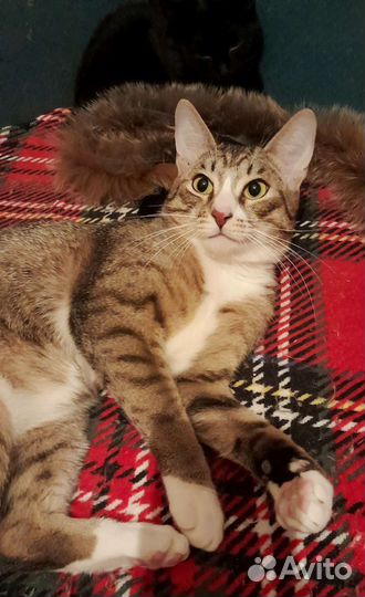 Молодой ласковый котик 10 месяцев