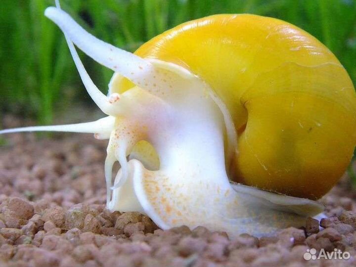 Улитка аквариумная ампулярия