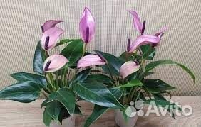 Антуриум Зизу -фиолетовая орхидея среди антуриумов