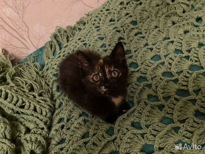 Котенок-девочка трехцветная