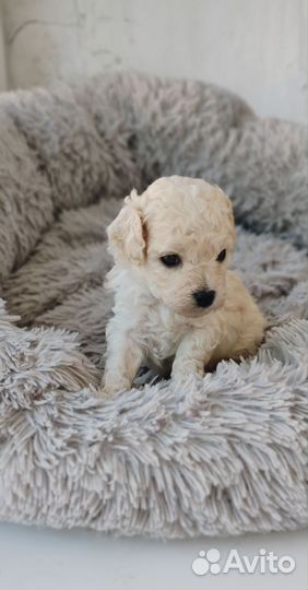 Девочка той-пудель