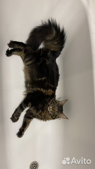 Мейн-кун вязка