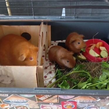 Морская свинка