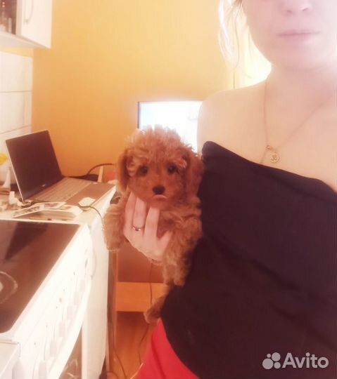 Мини кукла мальтипу red brown