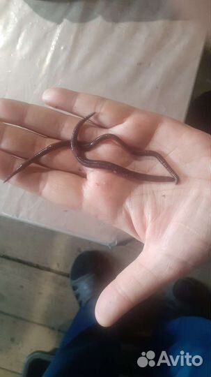 Коконы червя Чёрный принц