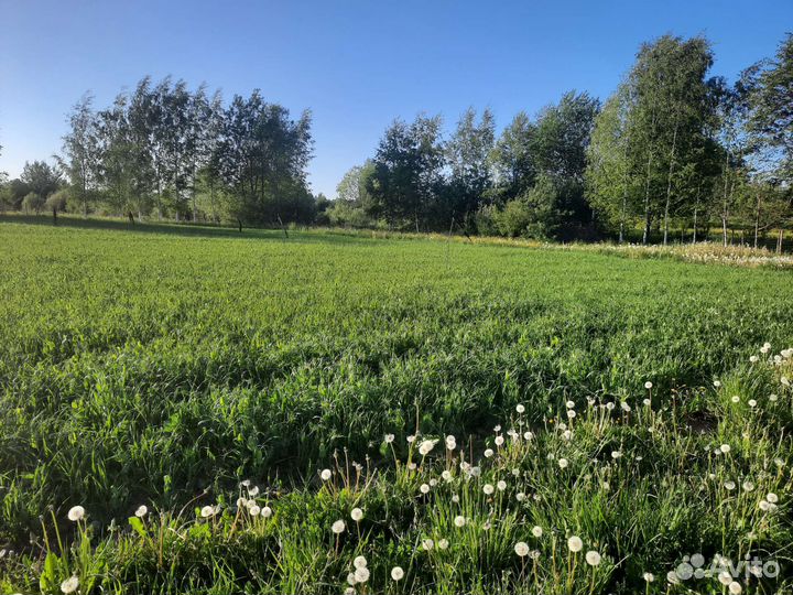 Овес посевной