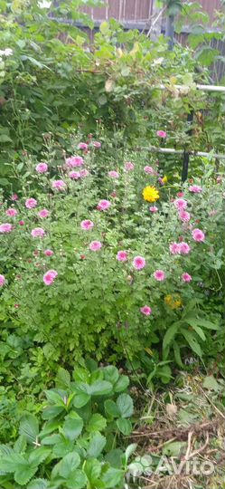 Хризантема