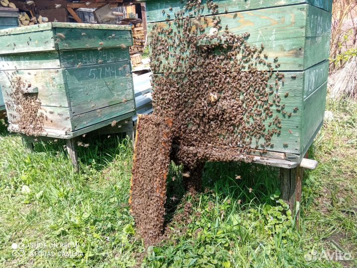 Пчелосемьи