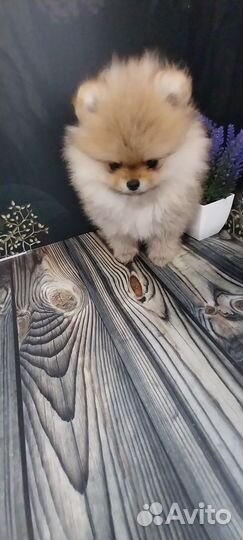 Щенки шпица микро