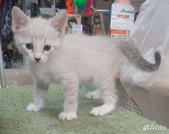 Милые котята