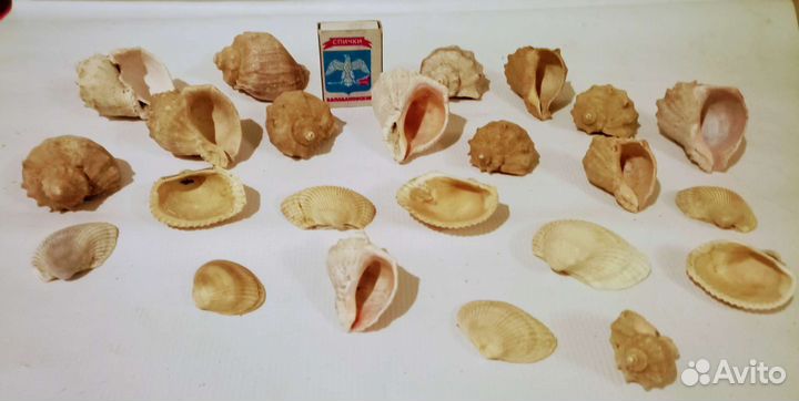 Ракушки средние, малые, Черноморские