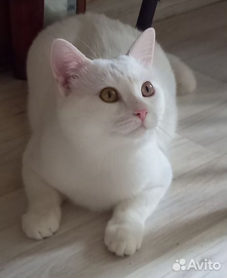 Дориан Грэй ищет дом