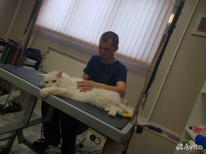 Грумминг (экспресс линька, стрижка)