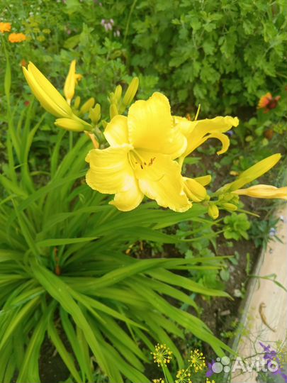 Лилейники, флоксы, гортензия, хризантемы