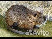 Продажа нутрии